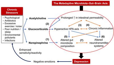 Frontiers Antidepressive Mechanisms of Probiotics and Their